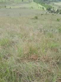 A picture of Shamba linalofaa kwa kilimo cha parachichi miti ya mbao n