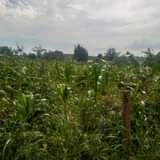 A picture of . Good installments allowed in MATUGGA KITANDA KILYAMULI PLOT FOR