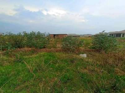stands