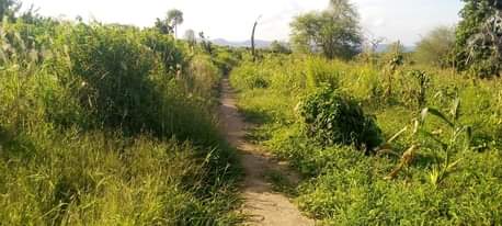A picture of Shamba la eka 20 linauzwa shamba hili lipo hapa kiwangwa