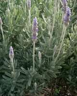 grass