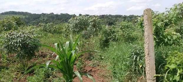 A picture of Land for quick sale