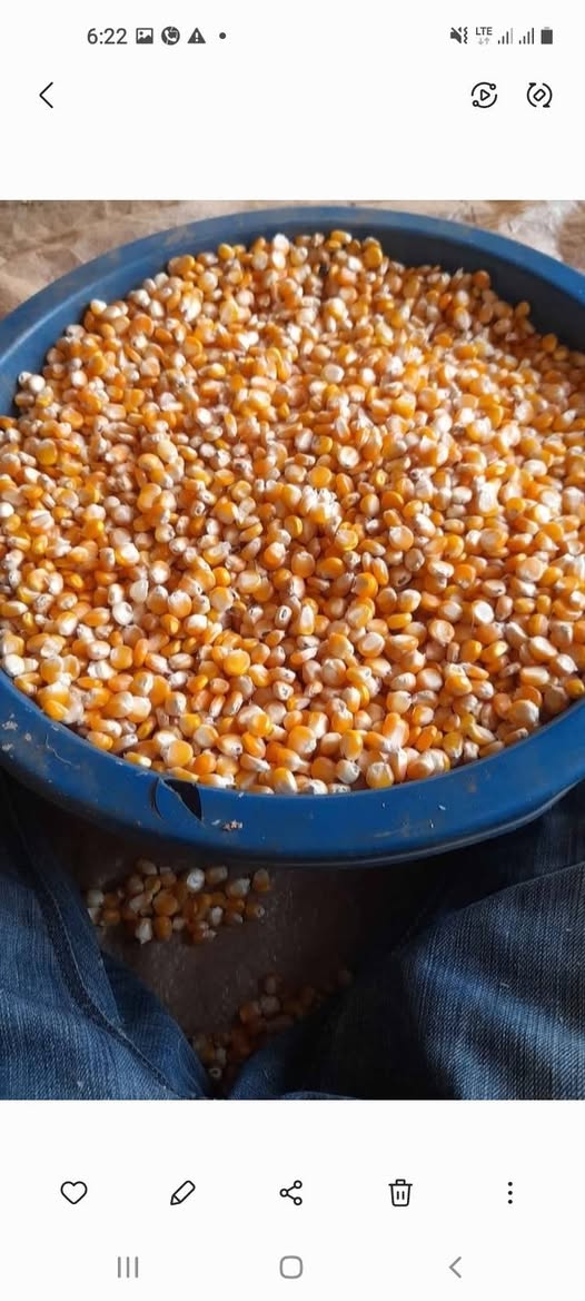 maize