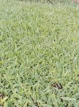 grass