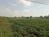 A picture of Matugga kilolo