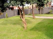 A picture of House for sale at 100m ush at Kawanda.