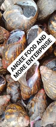 A picture of Our snail will be coming in today send in ur