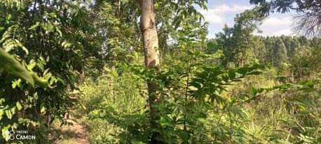 A picture of 4arces for sell with a land tittle Semuto kapeka town