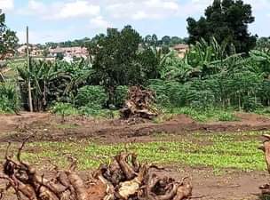 A picture of  MATUGGA KIWEBWA CITY SITE All installments allowed 40x20ft...... ............