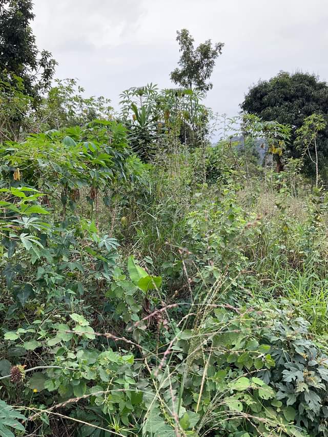 A picture of wakiso namusera