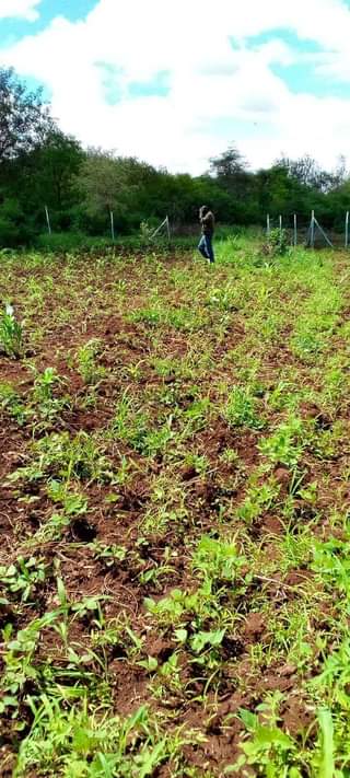 makutano plots