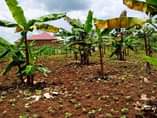A picture of Quick Sale 58m House on sale located at buwambo kasangati