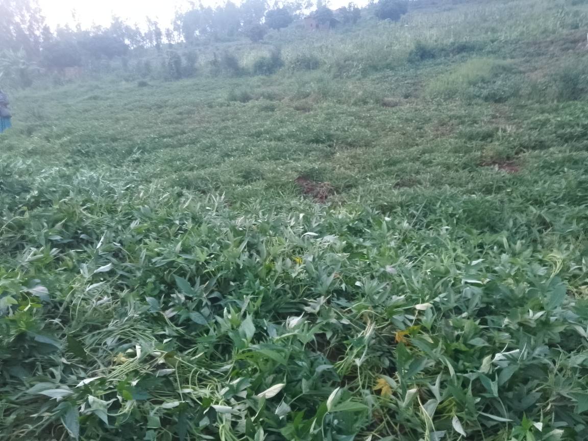 land