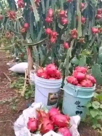 dragon fruit