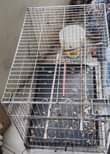 A picture of CAGE