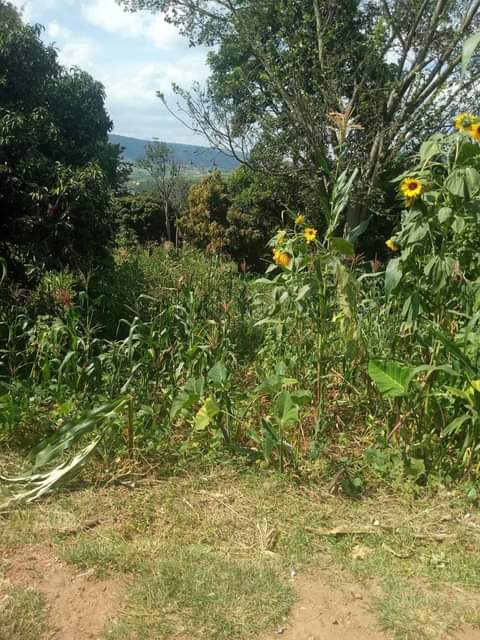 kagugu accommodation