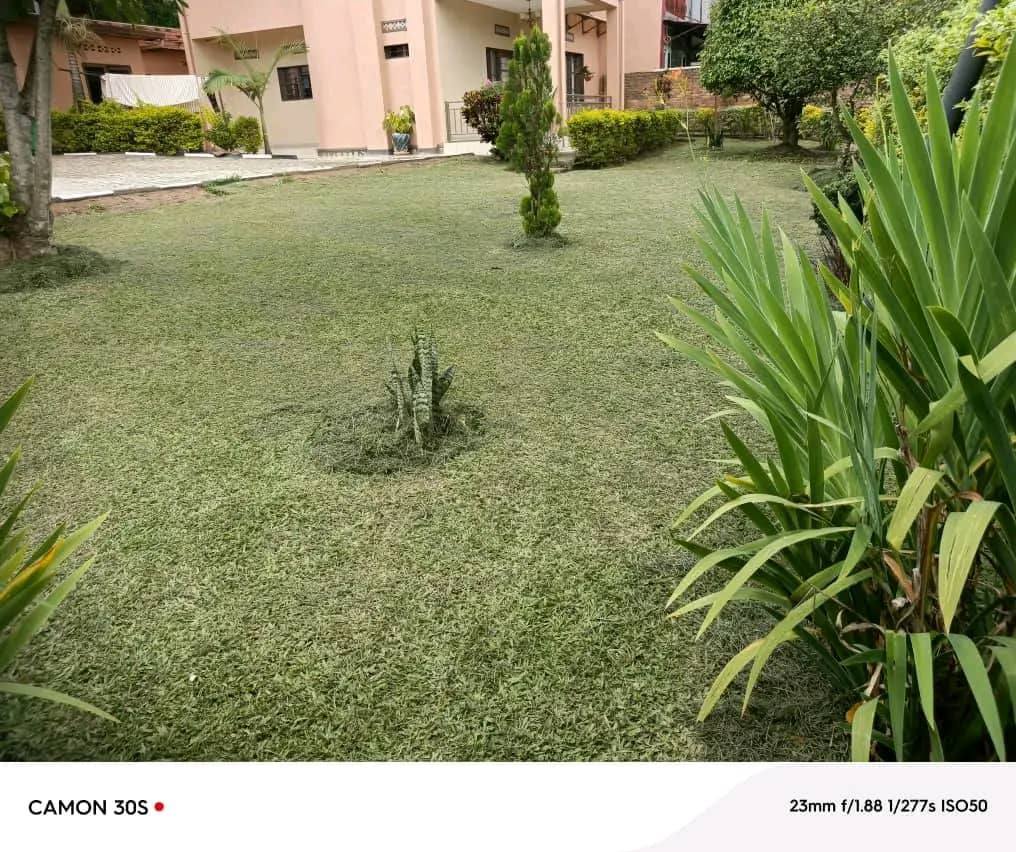 houses for rent