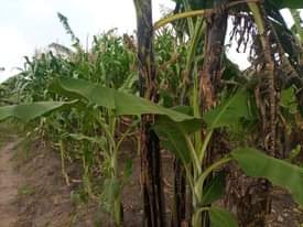 A picture of 4arces for sale its kabaka s land 36m