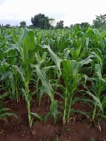 A picture of 1 very fertile acre on sale at 8 5m on