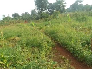 A picture of 50 by 100 ft for sale along mukono katosi road