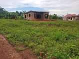A picture of 50by100 with ready land title at 6m Wakiso Quick Deal