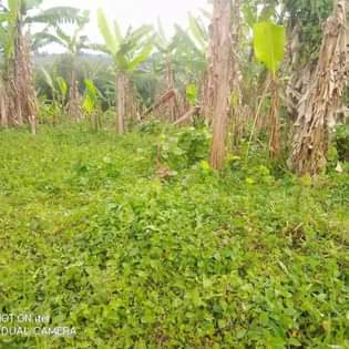 A picture of Plot