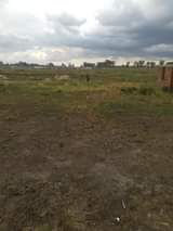 stands