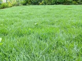 grass