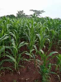 A picture of 1 very fertile acre on sale at 8 5m on