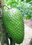 A picture of Miche ya matunda ya mda mfupi miaka miwili hadi mitatu
