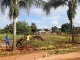 A picture of Coco s Palm trees triangle Palm trees and cycads tree
