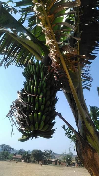 Malawi F.