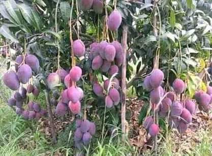 A picture of Tunauza miche ya matunda na miti mbali mbalimbali