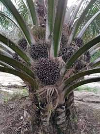 A picture of Oil palm business