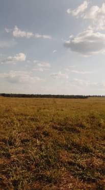 stands