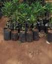 A picture of Ladies and gentlemen we are DK nursery seedlings Uganda We
