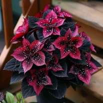 A picture of Fliwers