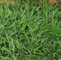 A picture of Natural compound grass