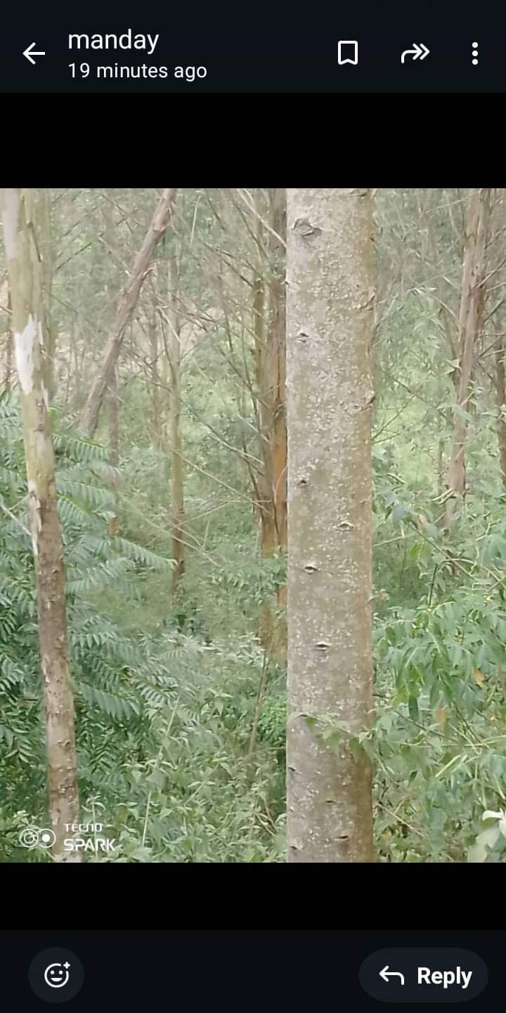 A picture of land or forest