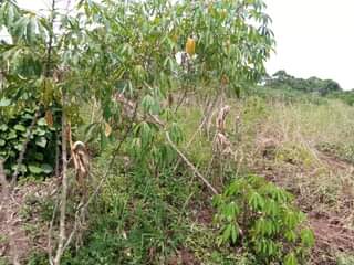 A picture of PLOT 50 100FT FOR SALE IN NAKASEKE KAPEEKA 2m