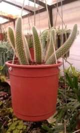 plants