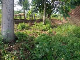 A picture of 11arces for sale nakaseke 9m per arca