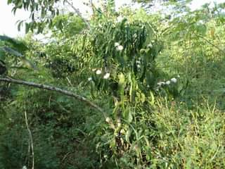 A picture of 1 FERTILE ACRE FOR SALE IN NAKASEKE KAPEEKA BUKAKALA VILLAGE