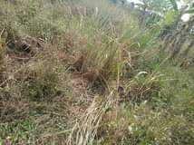 A picture of 7 acres on sale 1km from kikyusa town we sell