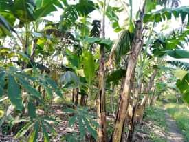 A picture of 1 AND HALF FERTILE ACRE FOR SALE IN NAKASEKE KAPEEKA