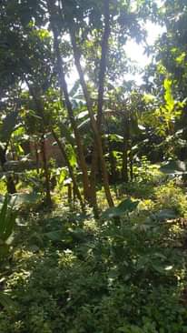 A picture of Affordable commercial plots in Kawanda Kirinyabigo trading center wakiso