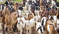 A picture of Are you interested in farming goats drop your WhatsApp no