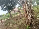 A picture of Land for sale at mukuno 50 100 12.5millions