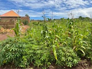 A picture of Plot at 15m in busika