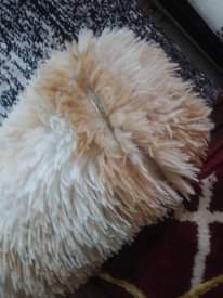 A picture of ALIBABA